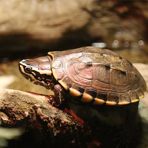 Malayan Snail-eating Turtle (Malayemys subtrijuga)