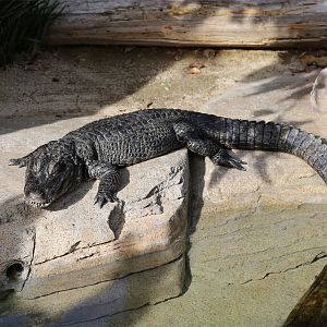 Chinese Alligator