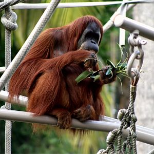 Sumatran Orangutan