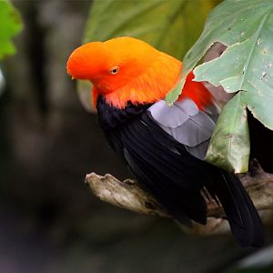 Andean Cock-of-the-rock