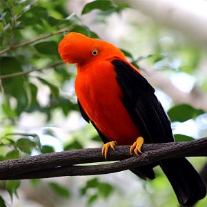 Andean Cock-of-the-rock