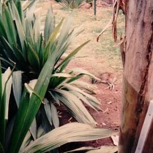San Diego Zoo - 1990s