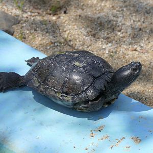 Turtle ID? Kyoto Municipal Zoo
