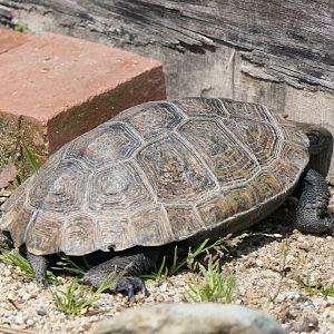Turtle ID? Kyoto Municipal Zoo
