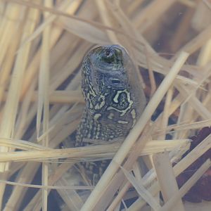 Reeve's Pond Turtle (Mauremys reevesii)