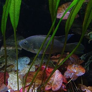 Benitochromis nigrodorsalis