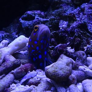 Blue-spotted jawfish (Opistognathus rosenblatti)