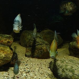 3 species of American cichlids