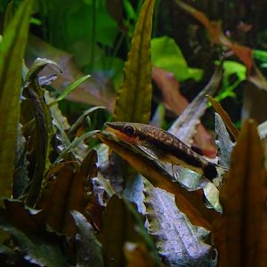 Golden otocinclus (Otocinclus affinis)