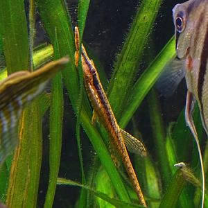 Eigenmann's whiptail catfish (Rineloricaria eigenmanni)