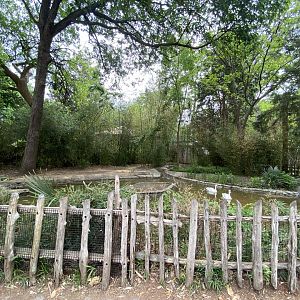 Coscoroba Swan exhibit (April 18, 2025)