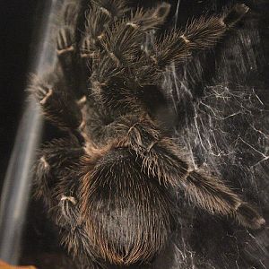Chaco golden knee (Grammostola pulchripes) - Suraloka Interactive Zoo
