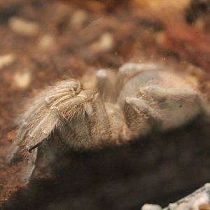 Costa Rican zebra tarantula (Aphonopelma seemanni) - Suraloka Interactive Zoo