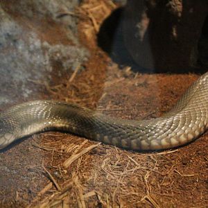 Suphan monocled cobra (Naja kaouthia 'suphanensis') - Suraloka Interactive Zoo