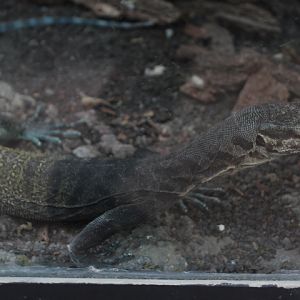 Tricolor monitor (Varanus yuwonoi) - Suraloka Interactive Zoo