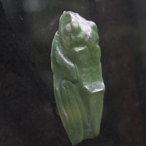 Reinwardt's flying frog (Rhacophorus reinwardtii) - Suraloka Interactive Zoo