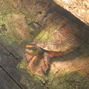 Chinese Three-Striped Box Turtle