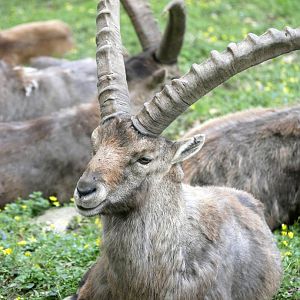 Alpine ibex (Capra ibex)