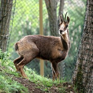 Pyrenean chamois (Rupicapra pyrenaica pyrenaica)