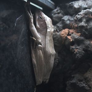 File-eared tree frog (Polypedates otilophus) - Suraloka Interactive Zoo