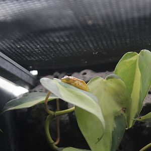 Wine-coloured tree bubble-nest frog (Feihyla vittiger) - Suraloka Interactive Zoo