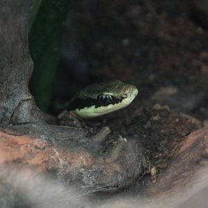 Common bronzeback (Dendrelaphis pictus) - Suraloka Interactive Zoo