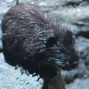 Nutria (Myocastor coypus) - Suraloka Interactive Zoo