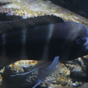 Front cichlid (Cyphotilapia frontosa) - Suraloka Interactive Zoo