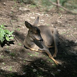 European roe deer (Capreolus capreolus)