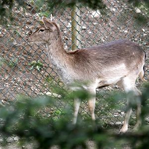 European fallow deer (Dama dama)
