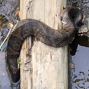 Cottonmouth (Agkistrodon piscivorus)