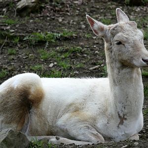 Leucistic european fallow deer (Dama dama)