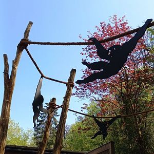 Gibonika - decoration