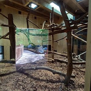 Gibonika - silvery gibbon exhibit