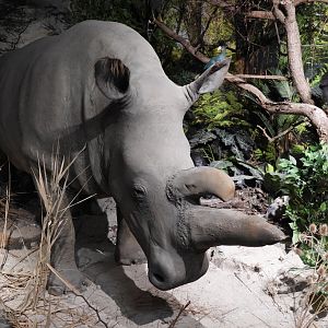 Norther withe rhino "Nabire" at the museum (Biodiversity exhibition)