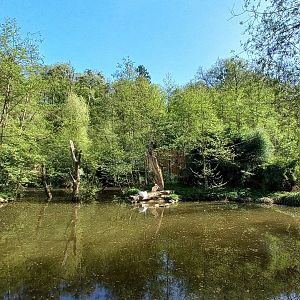 Silvery gibbon - outdoor exhibit
