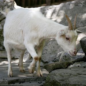 Domestic goat (Capra hircus)