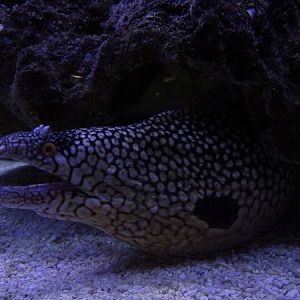 Blackear moray (Muraena melanotis)
