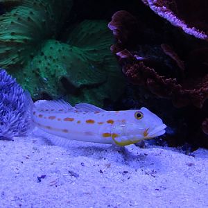 Orange-spotted sleeper-goby (Valenciennea puellaris)