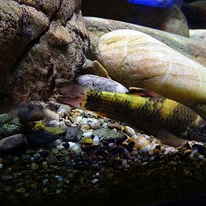 Panda garra (Garra flavatra) & White-cheeked goby (Rhinogobius duospilus)