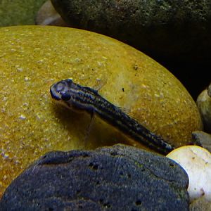 Panda loach (Yaoshania pachychilus)