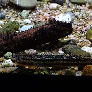 Rainbow stiphodon (Stiphodon ornatus)