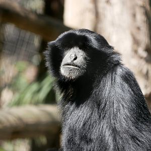 Siamang (Symphalangus syndactylus)