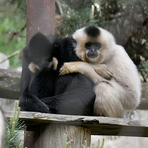 Yellow-cheeked gibbon (Nomascus gabriellae)