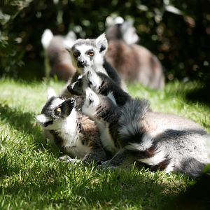 Ring-tailed lemur (Lemur catta)