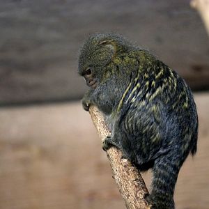 Pygmy marmoset (Cebuella pygmaea)