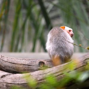 Silvery marmoset (Mico argentatus)