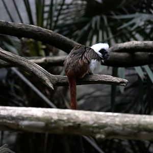 Cotton-top tamarin (Saguinus oedipus)