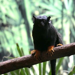 Golden-handed tamarin (Saguinus midas