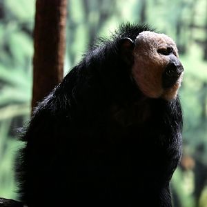 White-faced saki (Pithecia pithecia)